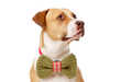 108 Peculiar Pet Products