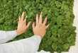 43 Living Mossy Products