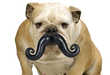 30 Quirky Canine Accessories