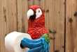 Parrot Toilet Paper Holders