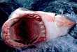 Shark Killer Dies