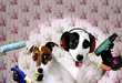 Hilarious Pet Make-overs