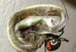 Snake-Eating Spiders