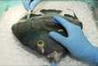 Hernia Operation On Fish
