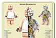 Surreal Anatomy Posters