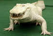 Albino Animals
