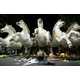 Astonishing Carnival Coverage Captures the Spirit of Brazil 9