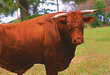 Bull Enters Supermarket