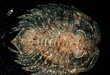 Alien Water Animals- New Life Found In Antarctica