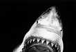 Charcoal Sharks