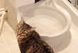 Kitty Poo Cleaner