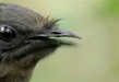 Copy Cat Birds