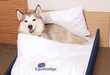 Hotel Pet Beds