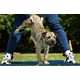 The Best Western Named Most Pet Friendly Hotel Chain 3