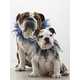 The Best Western Named Most Pet Friendly Hotel Chain 8