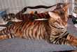 Tiny Tiger Pets