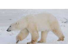 75 Bewitching Bears
