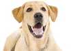 Twittering Canines