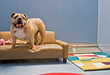 Luxury Living For Pets
