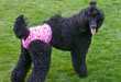 Puppy Panties
