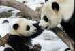 Uber Panda Cuteness