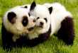Animal Impersonating Pets