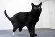 Prothetic Legged Cats