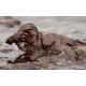 From Oil Spill Wildlife to Hovering Ecotopias 1
