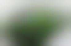 Grassy Gadget Chargers